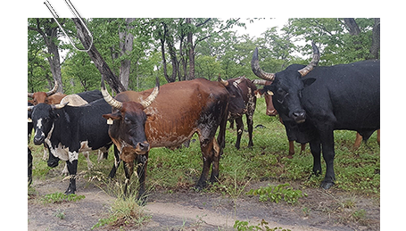 Cattle play an important role in rural livelihoods