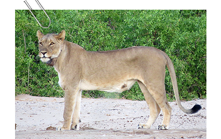 Collared lioness in the Hoanib River
