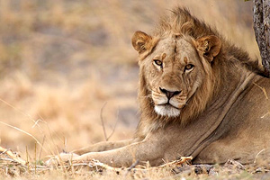 Kunene Lion Ranger Programme highlights