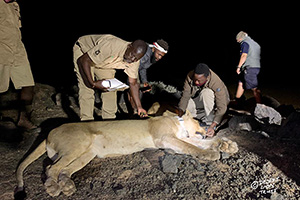 Desert Lion conservation in Namibia’s communal conservancies