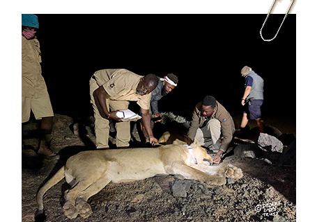 Early Warning collars being replaced on two female lions in the Huab River, Desert Lion Conservation (DLC)