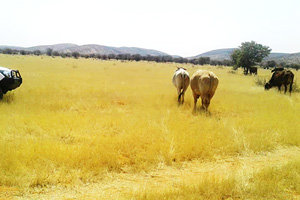 Human-Wildlife Conflict mitigation measures implemented in Kunene Region
