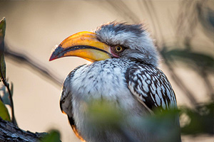 Conserving our birds in Ikaba area – Zambezi Region