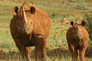 Unsung Heroes of the Field: Safeguarding Rhinos in Kunene