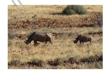 Unsung Heroes of the Field: Safeguarding Rhinos in Kunene