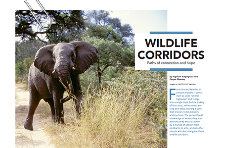 Wildlife Corridors - Paths of connection and hope