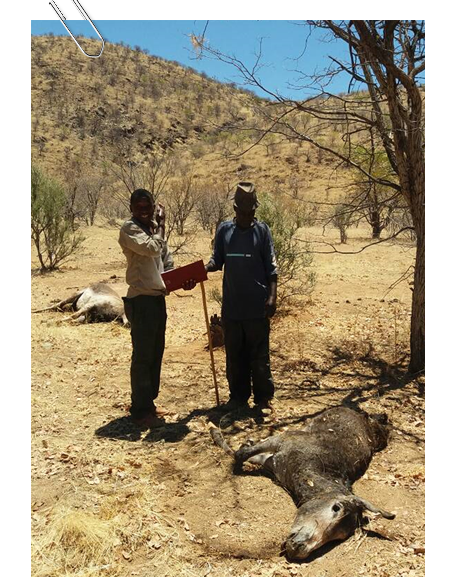 Cliff Tjitundi collecting data at a site in Omatendeka where five donkeys were killed by lions in October this year