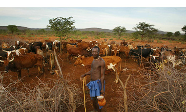 Cows in Kunene